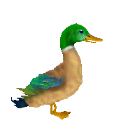 [Pinky, the adopted duck]